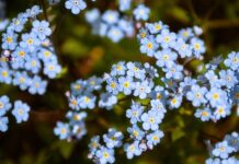 Dlaczego dziecko zapomina?