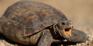 Czy można cofnąć awans?