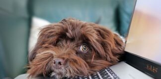 Czy telepraca to to samo co praca zdalna?