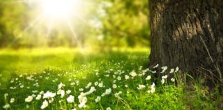 Co to znaczy WWW po polsku? Co to znaczy WWW po polsku?