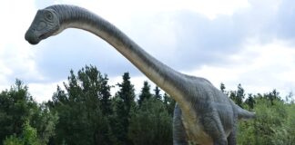 Co to jest triada CIA?