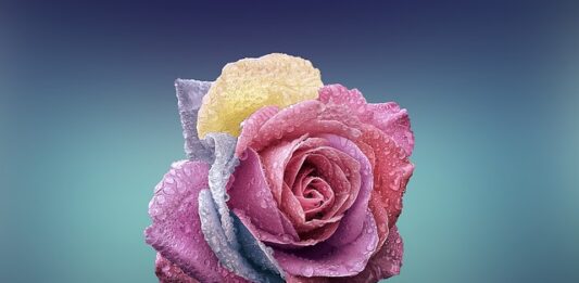 Czym się różni inżynier od licencjata?