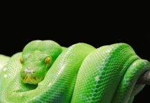 Jaka baza danych do Python?