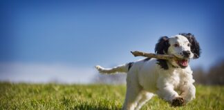 Czy można odzyskać zaległe 500? Czy można odzyskać zaległe 500?