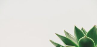 Jaka jest minimalna składka na ZUS?