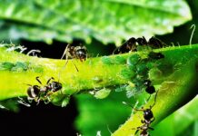 Co daje uczestnictwo w Klubie seniora?