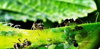 Co daje uczestnictwo w Klubie seniora?