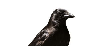 Ile ZUS zabiera za zwolnienie? Ile ZUS zabiera za zwolnienie?