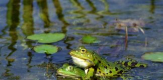 Jak stworzyć widok?