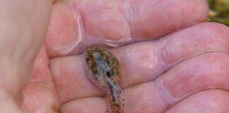 Ile czasu trwa aklimatyzacja? Ile czasu trwa aklimatyzacja?