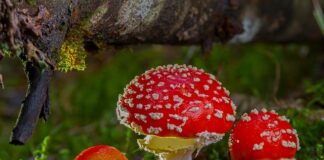 Co zrobić aby media społecznościowe były wolne od toksycznych treści?