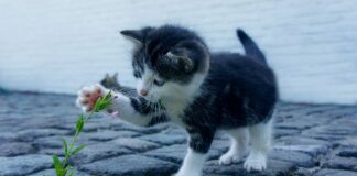 Czy kontakt wzrokowy jest ważny? Czy kontakt wzrokowy jest ważny?