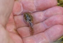 Po co aklimatyzacja?