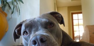 Ile za 1 procent uszczerbku na zdrowiu Ergo Hestia?