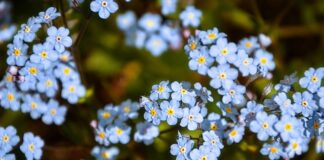 Czego objawem jest zapominanie?