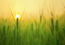 Czego potrzebuje starszy człowiek?