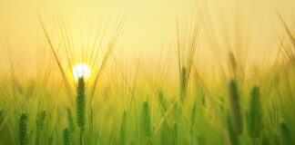 Czego potrzebuje starszy człowiek?